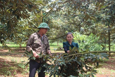 Từng bước hình thành vùng chuyên canh sầu riêng ở Ea Tar