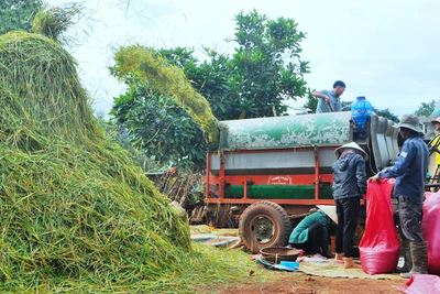 "Lúa gặt rồi còn để lại rơm thơm"