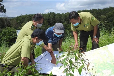 Kon Tum đặt mục tiêu sớm hoàn thành trồng mới 15.000 ha rừng