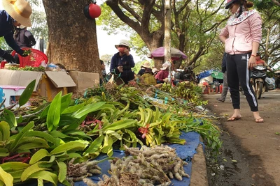 Chợ lan rừng nhộn nhịp"đón Tết", người dân đổ xô tận diệt loài hoa quý