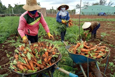 Nông dân Đak Đoa đầu tư sản xuất rau an toàn