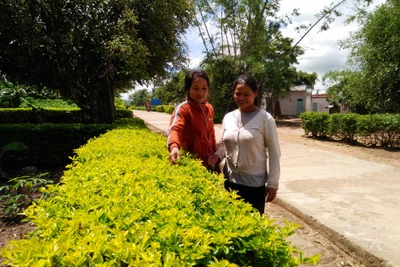 Phụ nữ chung tay trồng hoa làm đẹp cho đời