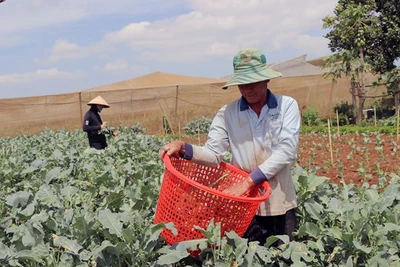 Lâm Đồng: Hơn 1.300 ha đất sản xuất được chứng nhận hữu cơ