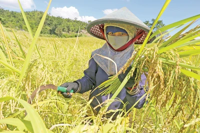 Lúa rẫy Tây Nguyên