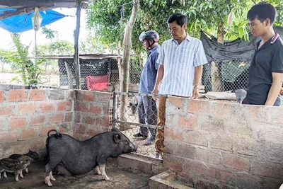 Đak Pơ: Bảo tồn nguồn gen giống heo đen bản địa