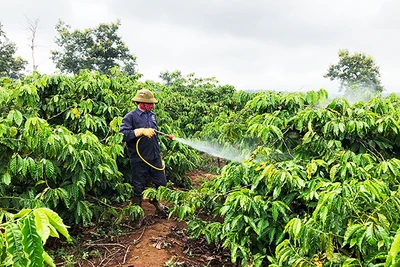 Gia Lai: Tăng cường phòng trừ sâu bệnh hại cây trồng