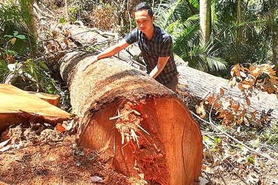 Rừng vẫn... "chảy máu": "Băm nát" rừng Tây Nguyên