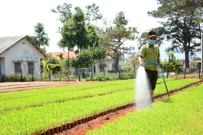 Gia Lai: Đề xuất xử lý sai phạm tại Ban Quản lý rừng phòng hộ Đak Đoa