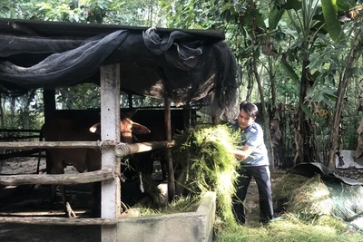 'Vàng trắng' và phận người: Bóng đen bất ổn