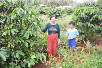 Nông dân Pleiku phát huy nguồn vốn vay ưu đãi