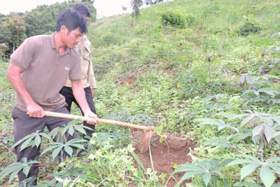 Ươm mầm xanh trên đất bạc màu