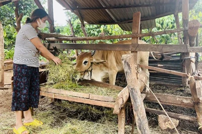 Gia Lai: Thực hiện chiến lược công tác dân tộc giai đoạn 2021-2030, tầm nhìn đến năm 2045