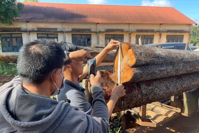 Công An huyện Ea H'leo: Khởi tố đối tượng vi phạm quy định về khai thác, bảo vệ rừng và lâm sản