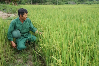 Lúa ST24 chất lượng cao trên đồng ruộng Pờ Y