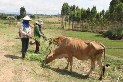 Ủy ban nhân dân tỉnh Gia Lai trả lời cử tri huyện Chư Pưh và Krông Pa