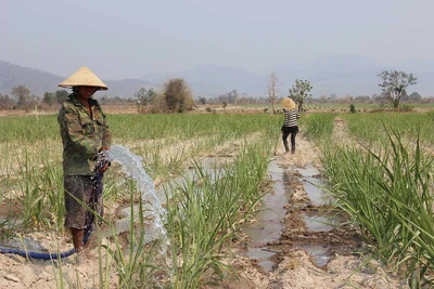 TTC Gia Lai: Giúp người trồng mía chống hạn