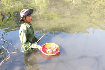 Cá chết trắng sông Krông Năng