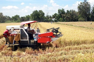 Những đồng lúa nhiệm màu