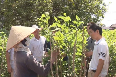 Kbang và Đăk Pơ tham quan mô hình trồng dâu nuôi tằm ở Lâm Đồng