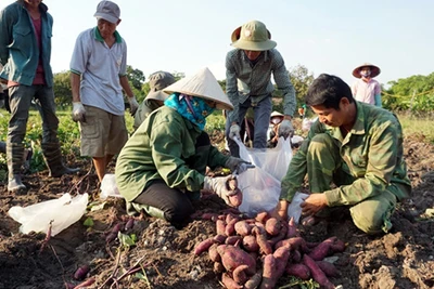 Để nông sản không cần "giải cứu"