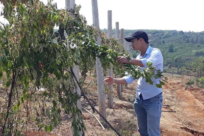 TP.Pleiku:Khẩn trương điều tra vụ phá hoại gần 2 ngàn gốc chanh dây