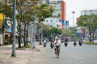 Đường phố Sài Gòn 'thay áo mới' nhờ hoa kèn hồng nở sớm