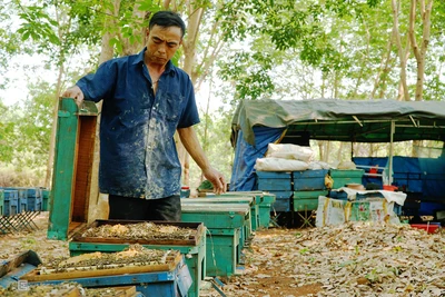 'Cuộc sống du mục' của người nuôi ong lấy mật ở rừng