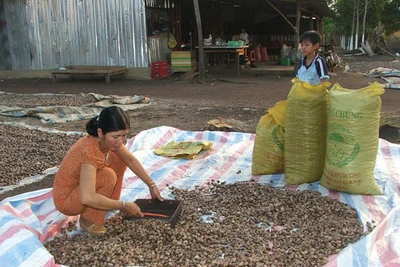 'Kỉ lục buồn' của ngành điều: Giá điều tươi rơi... thẳng đứng!