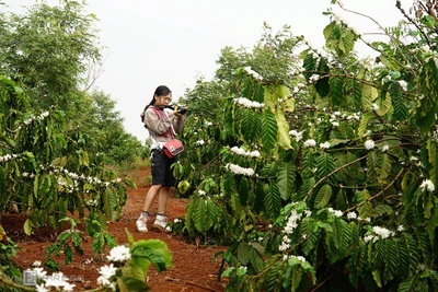 Mùa hoa cà phê nở trắng một góc trời Gia Lai