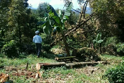 Lâm Đồng: Lốc xoáy kinh hoàng, hàng ngàn cây sầu riêng ngã đổ