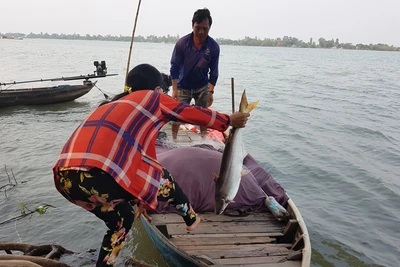 Săn 'lộc' trên sông Tiền