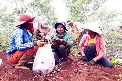 Xây dựng thương hiệu khoai lang Lệ Cần: Nhu cầu bức thiết!