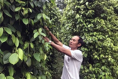 Dòng vốn giúp Tây Nguyên thêm xanh