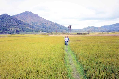 Mùa vàng trên cánh đồng Ngô Sơn