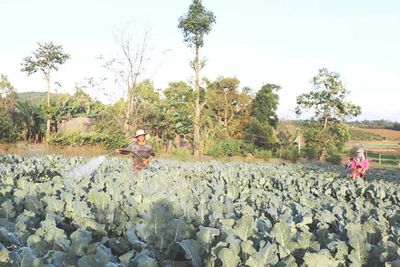 Pleiku: Vận động người DTTS trồng rau và cây ăn quả trong vườn nhà