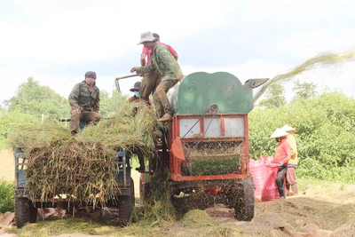 Gia Lai gieo trồng nhiều giống lúa mới cho năng suất vượt trội