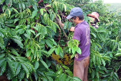 Tây nguyên đón mùa cà phê buồn