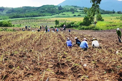 Kbang: Hứa hẹn từ cây sả Java