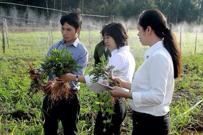 Nhà nông "lên đời" doanh nghiệp nhờ trồng dược liệu, thu tiền tỷ