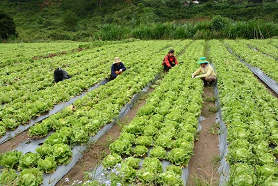 Người Nhật sang VN làm nông rồi xuất lại chính quốc ngày càng nhiều