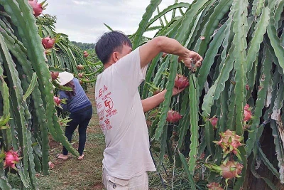 Tham tán thương mại Trung Quốc nói gì về hàng Việt?