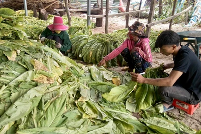 Xây dựng nhãn hiệu chứng nhận thuốc lá Krông Pa