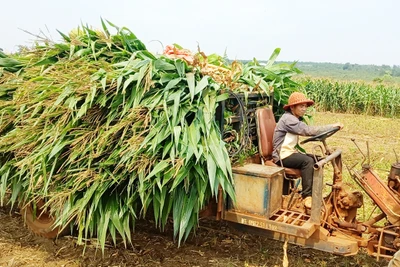 Nông nghiệp Chư Sê duy trì đà tăng trưởng