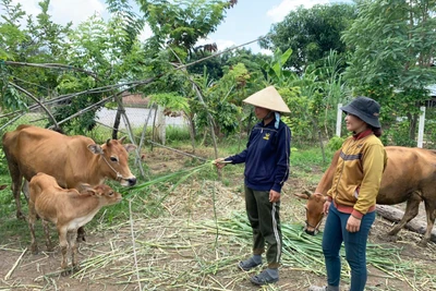 Phú Thiện: Ấm no nhờ thay đổi nếp nghĩ, cách làm