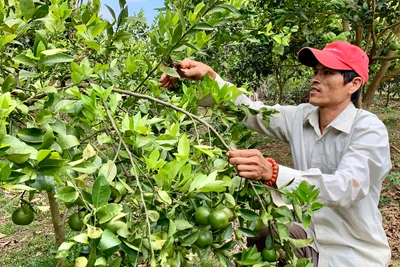 Chư Prông thực hiện thắng lợi các chỉ tiêu kinh tế-xã hội