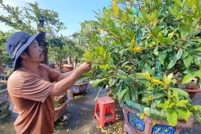 Nhà vườn ở phố núi Pleiku lo lắng vì hoa mai nở sớm