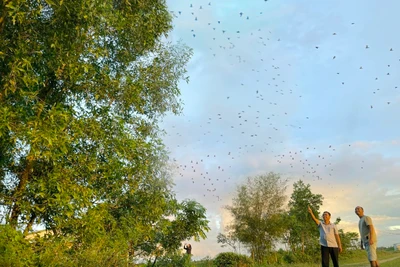 Cưu mang chim trời: 'Đất của Lành' nên chim đậu