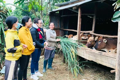 Trao "cần câu" để vươn lên thoát nghèo