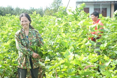 Anh nông dân làng O Pếch "lấy ngắn nuôi dài" để làm giàu