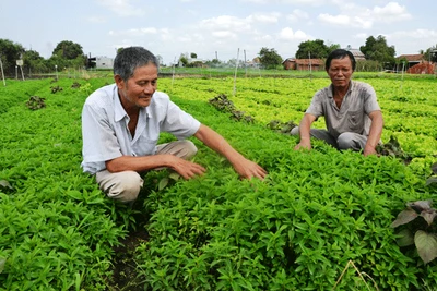 Gia Lai rà soát lại hệ thống chỉ tiêu kinh tế-xã hội để thống nhất cách tính theo quy định